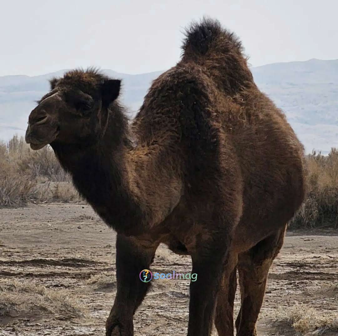 ایمنی و حیاتوحش کویر مرنجاب کاشان